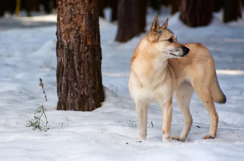 Finnish Spitz in the snow