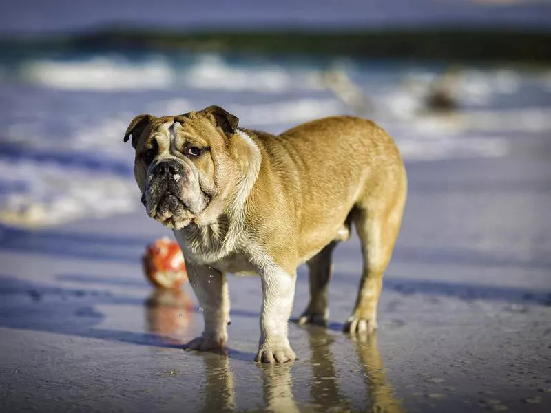 English Bulldog