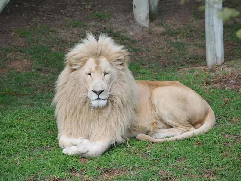 White Lion