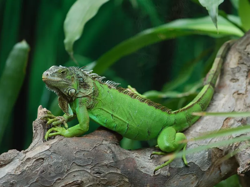 Green Iguana