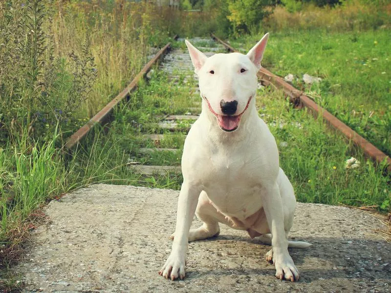 bull terrier