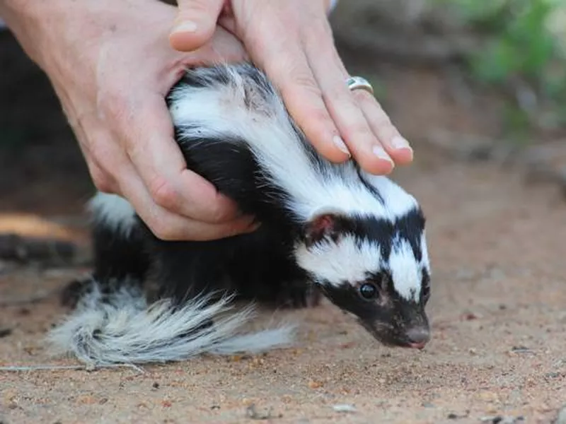 Striped Polecat being held