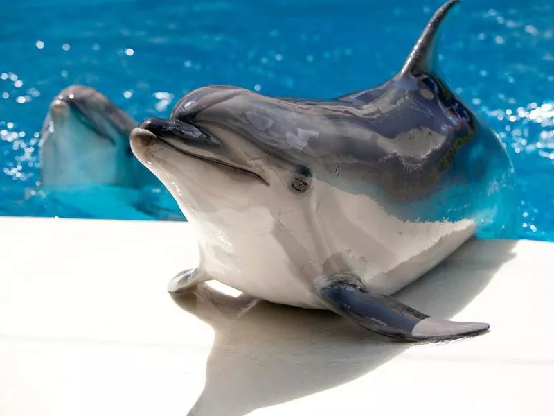 Dolphins near the pool with blue water