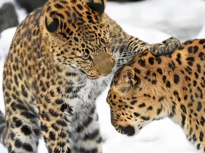 Brookfield Zoo