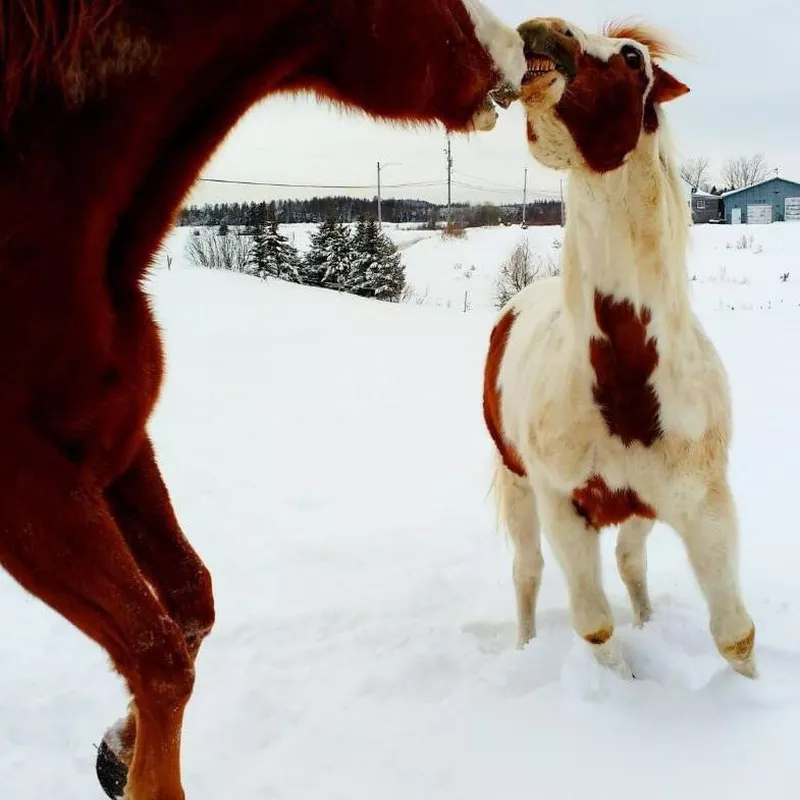 Two Horses Smiling and Playing