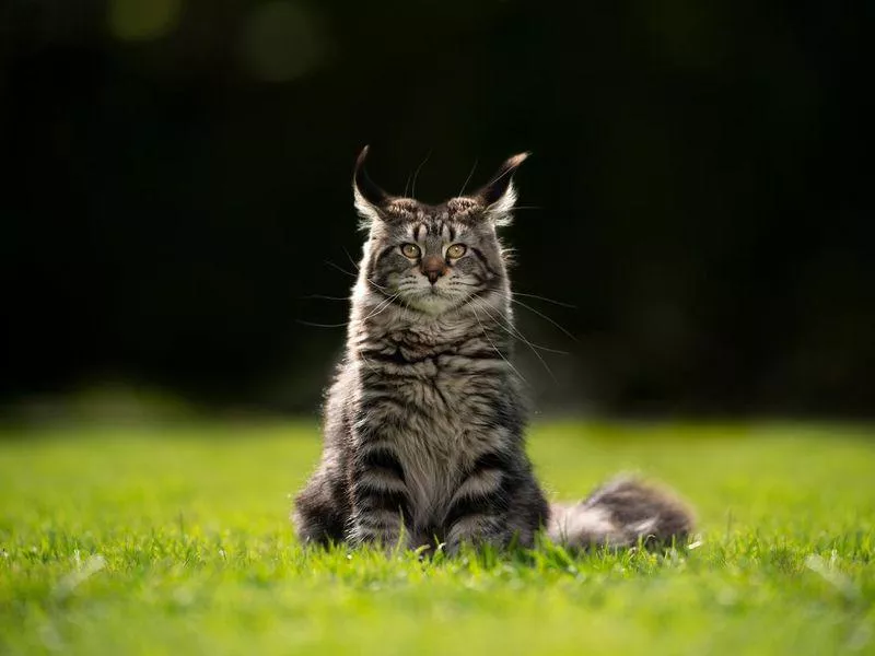 Maine coon cat questions