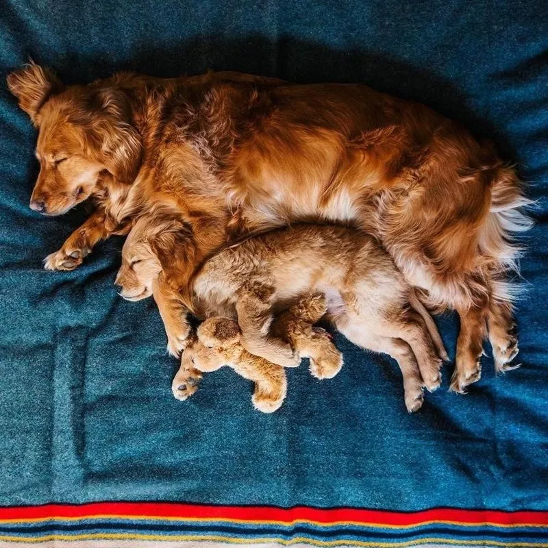 golden retrievers