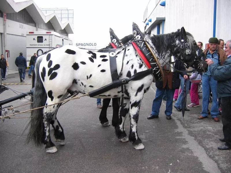 Noriker Horse