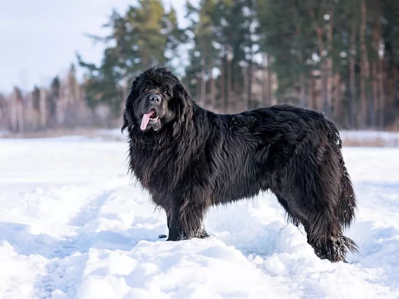 Newfoundland (Canis familiaris) adult portrait