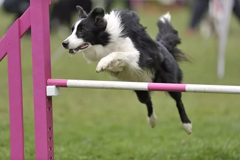 Border Collie