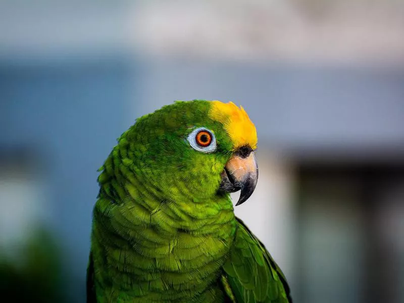 Yellow Naped Amazon