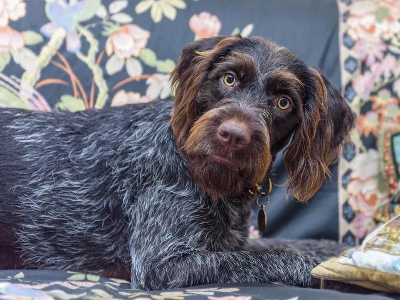 Purebred German wire-haired pointer