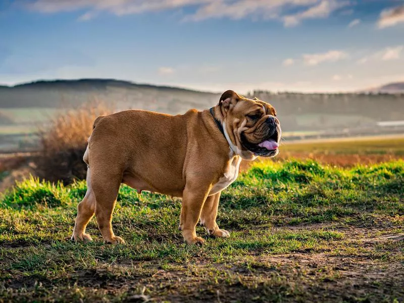 bulldog