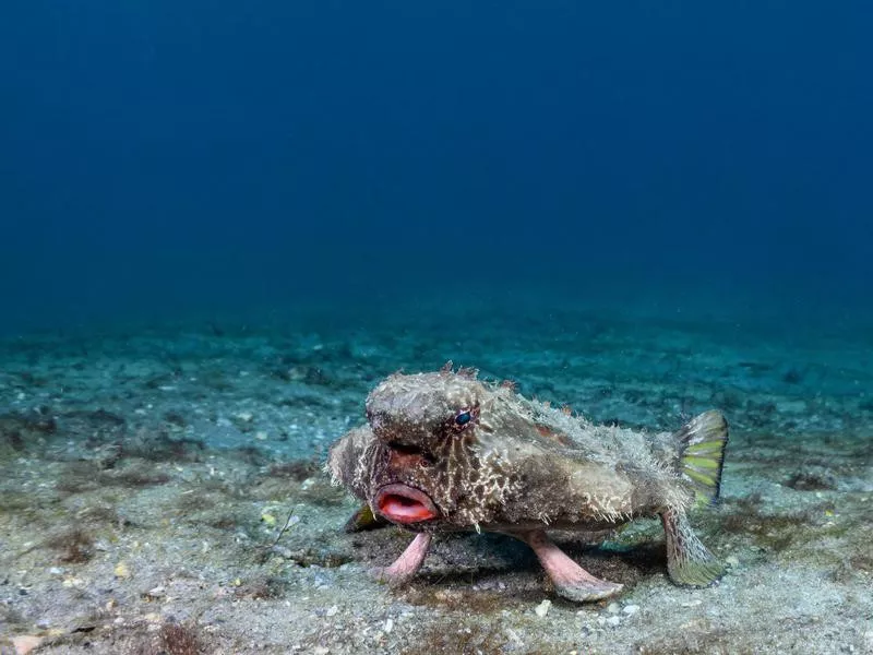 Red-Lipped Batfish