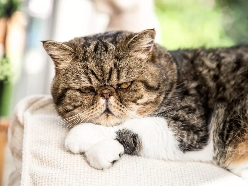 Exotic Shorthair