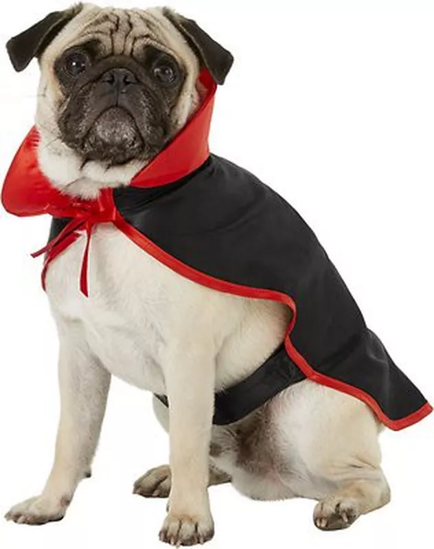 Frisco dog vampire costume