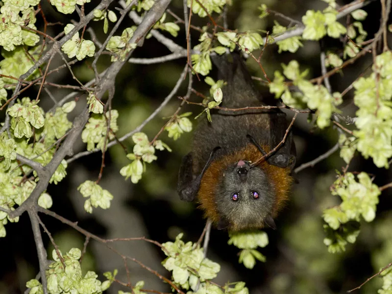 Australian flying fox