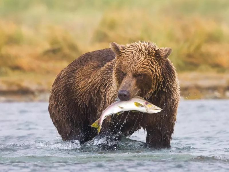 Brown Bear