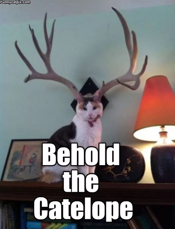 Cat posing in front of antlers