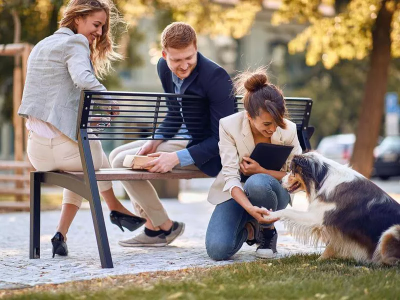 Dog shaking hands