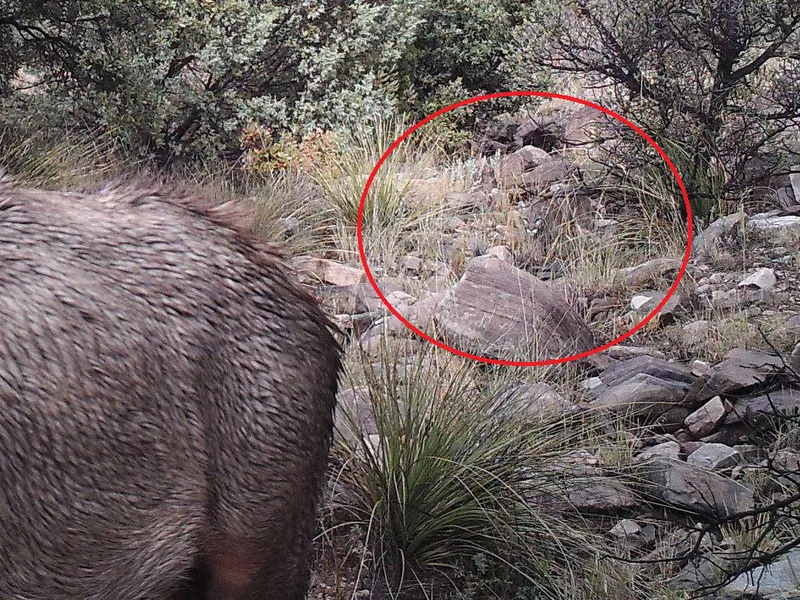 Animal Camouflage: Mountain Lion