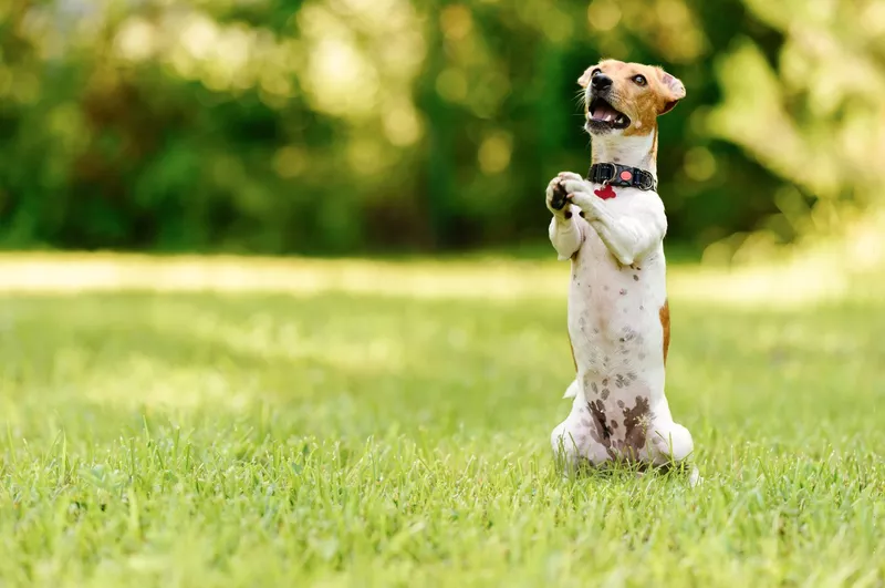 Dog in praying gesture