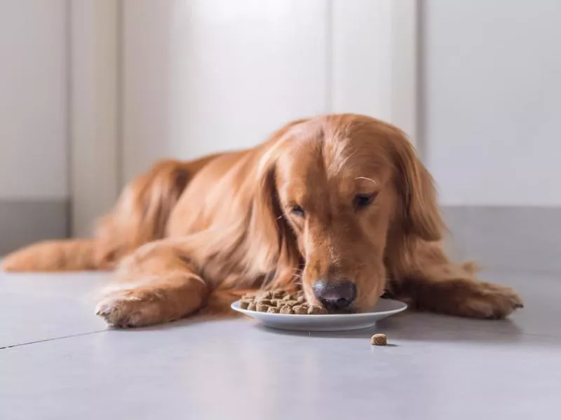 Golden retriever eating