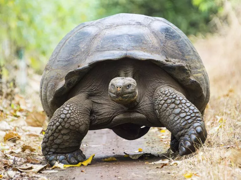 Giant tortoise in the Galapagos