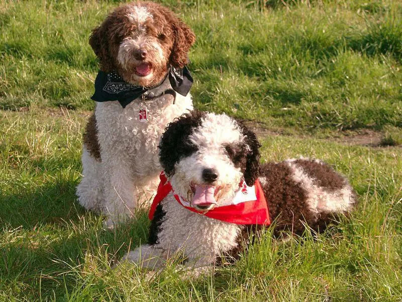 spanish water dog