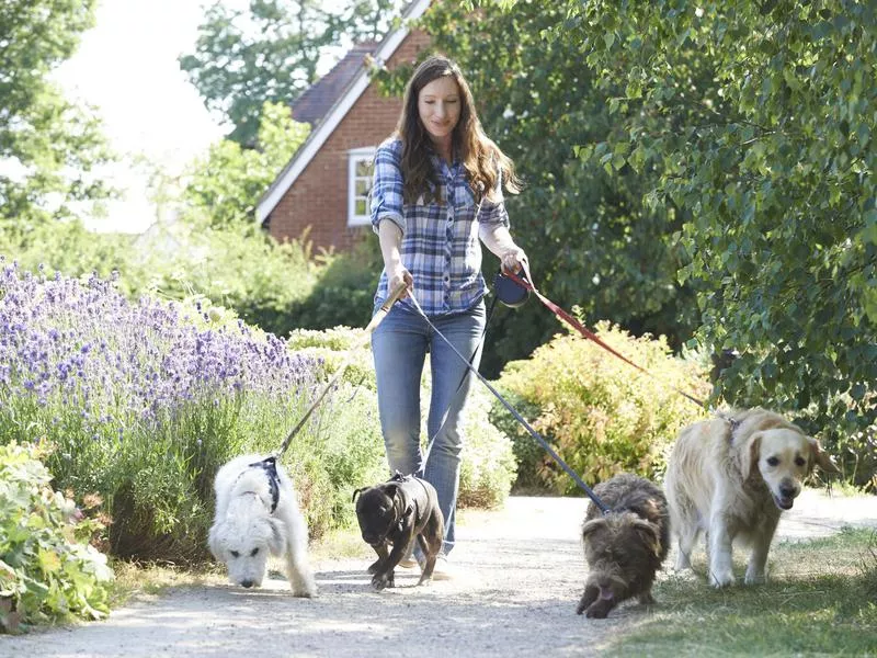 Dog walker with four dogs