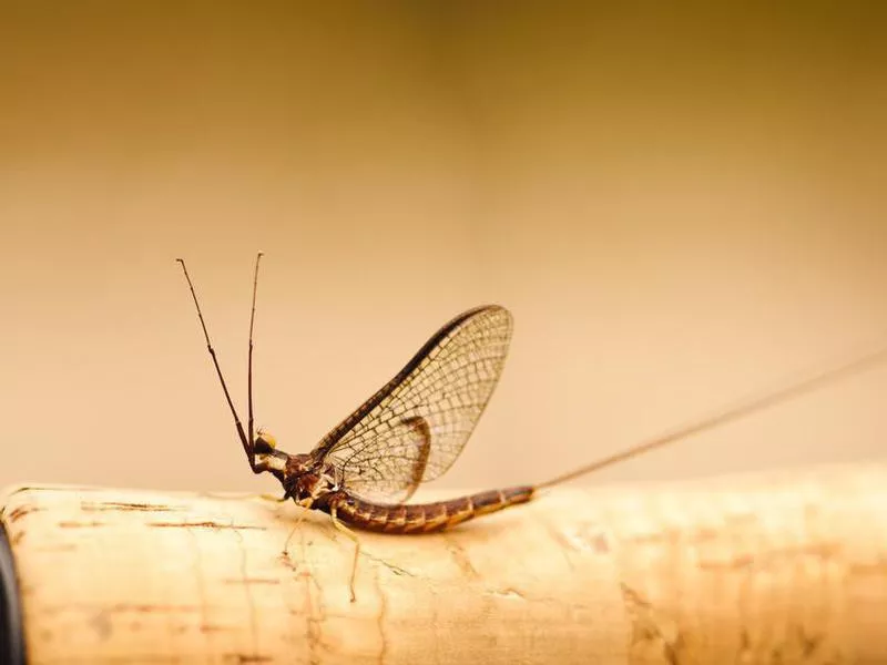 Proboscidoplocia Mayfly