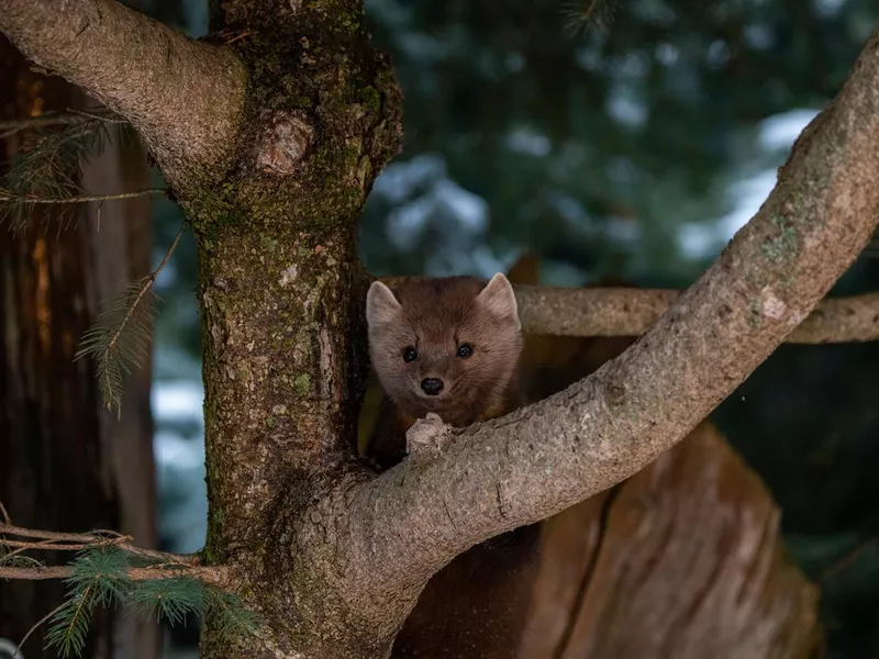 Pine Marten in a Tree