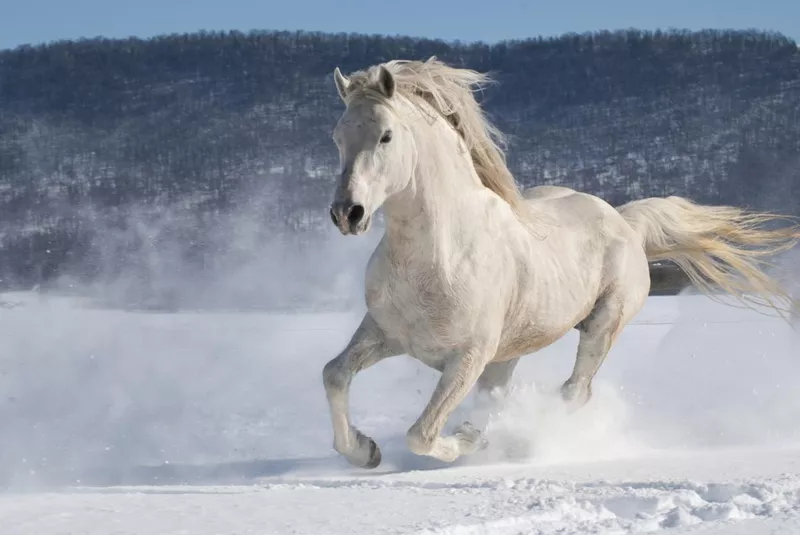 Horse running in snow