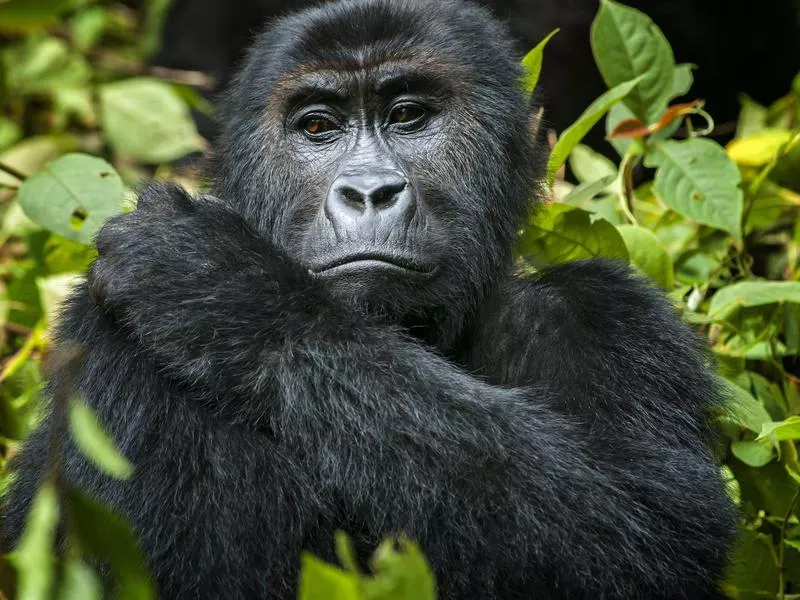 Eastern lowland gorilla