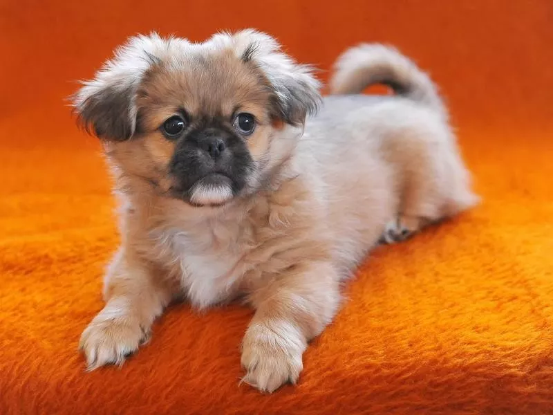 Pekingese