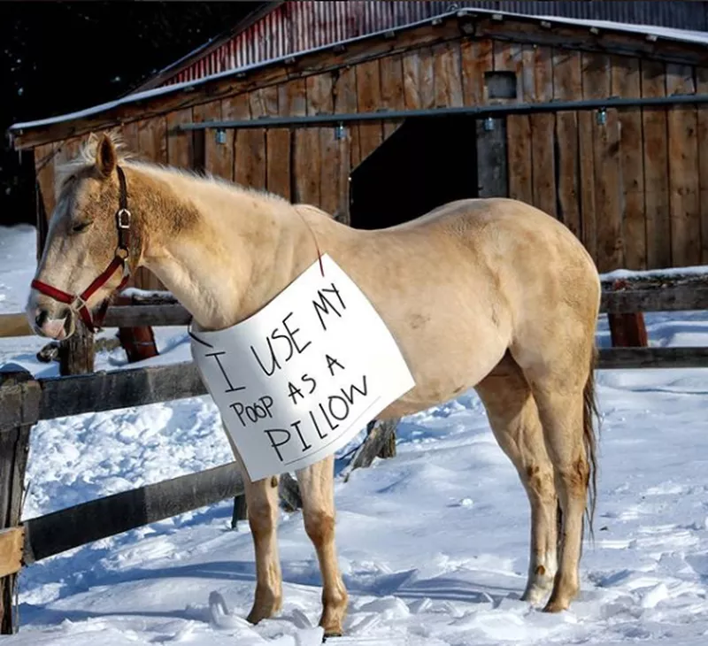 Funny horse shaming