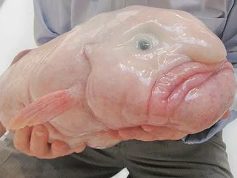 Blobfish