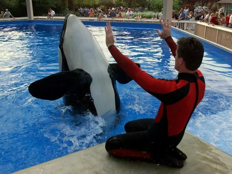 Shamu