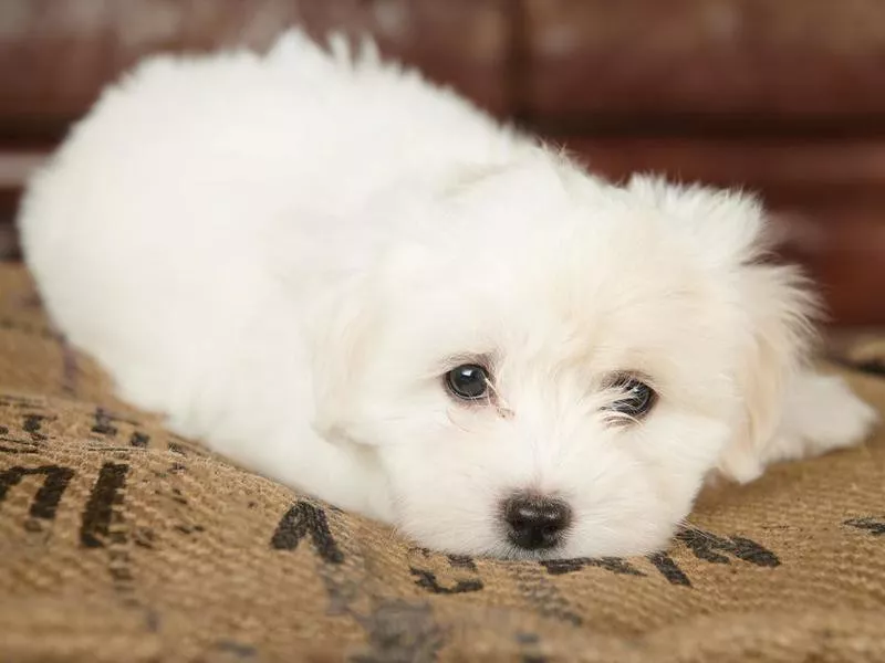 Puppy tulear cotton