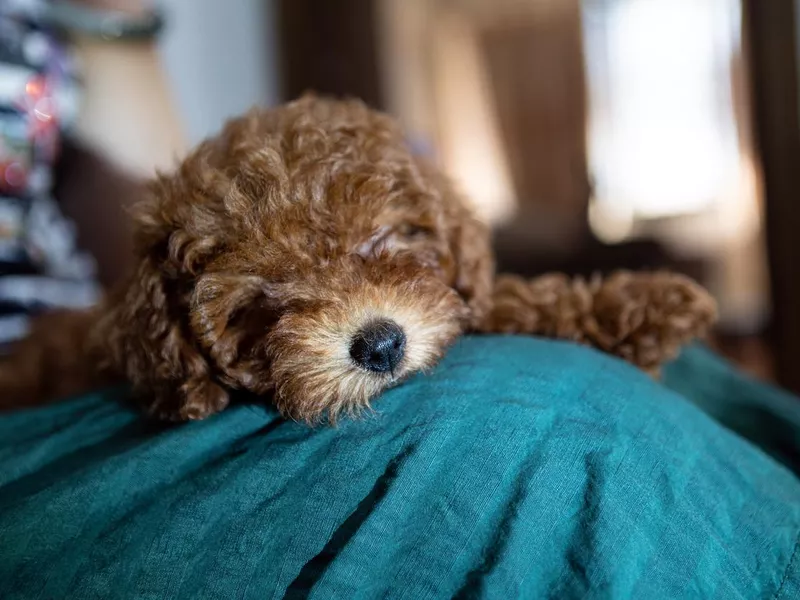 Poodle dog is lying and sleeping in woman's lap