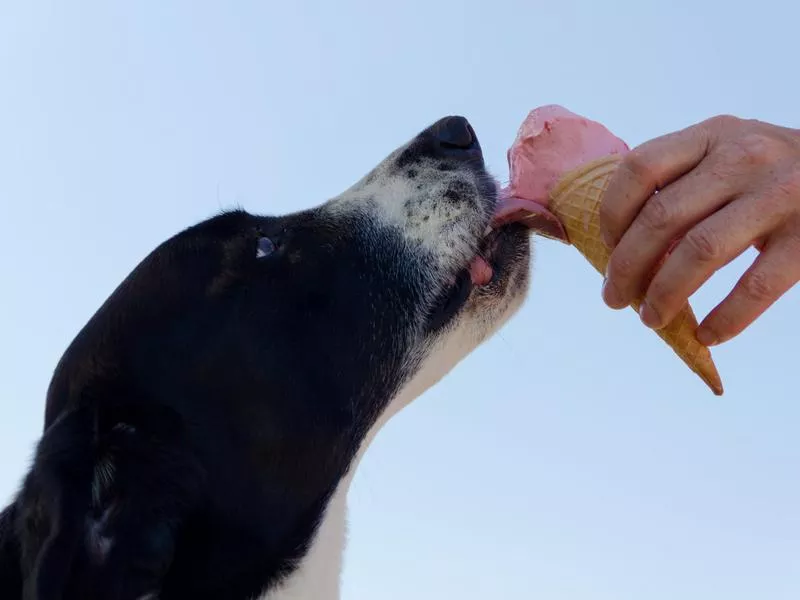 dog ice cream