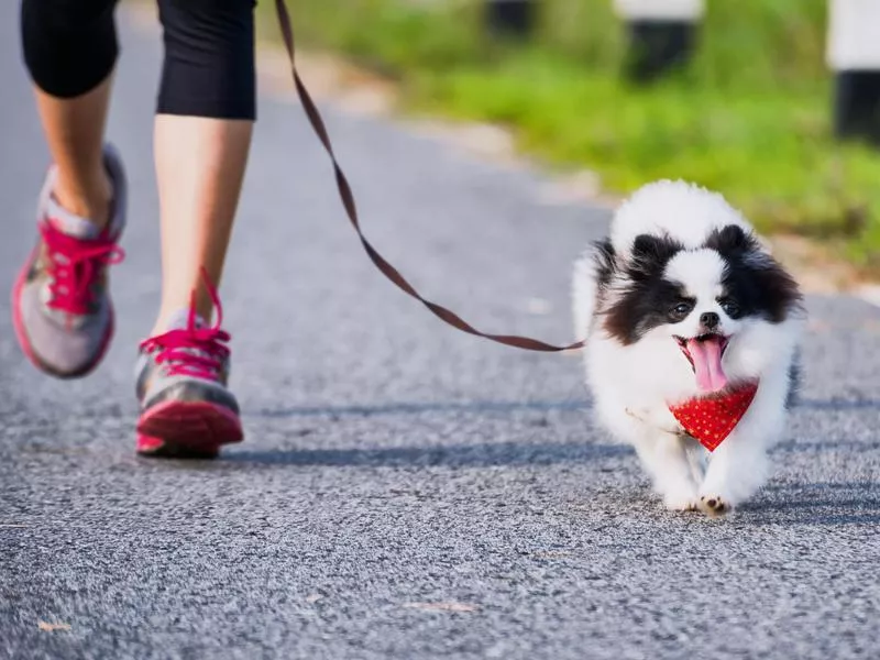 dog exercise