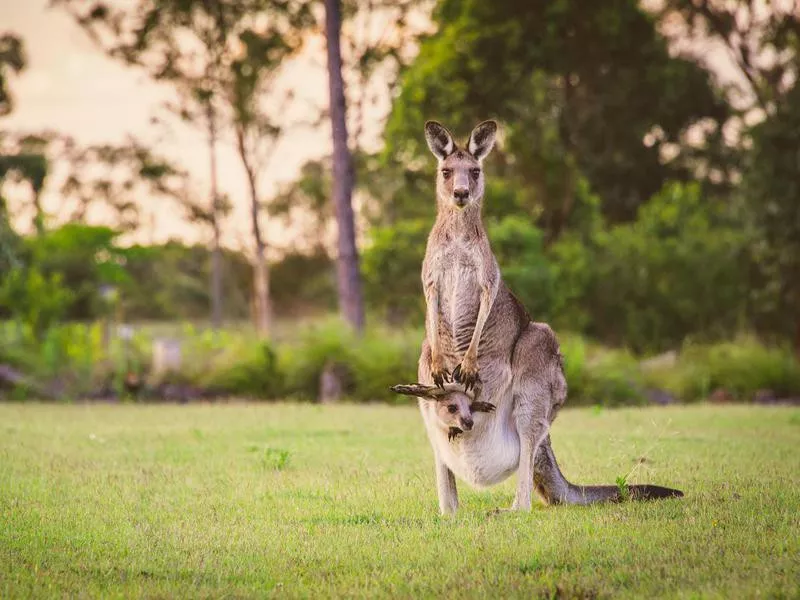 Wild kangaroo and her joey staring right at me