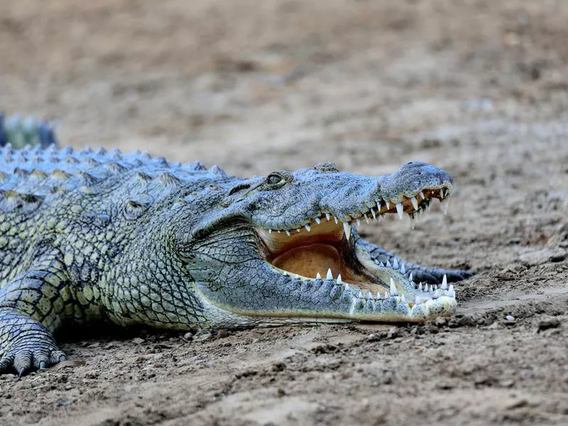 Nile Crocodile