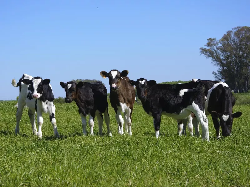 Baby cows in a field