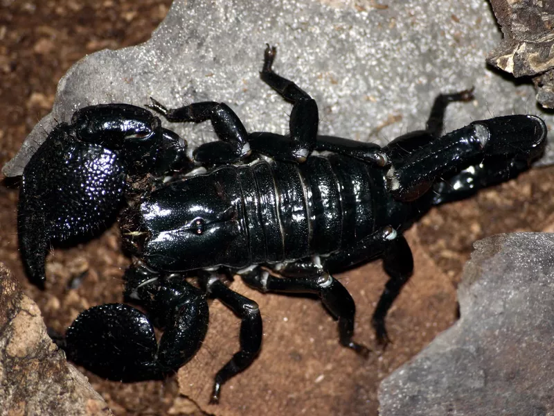 Emperor Scorpion