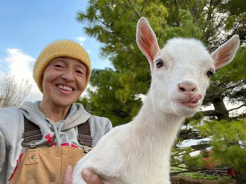 Baby goat with its tongue out