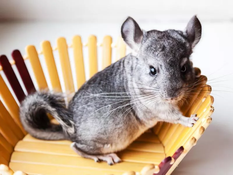 Chinchilla