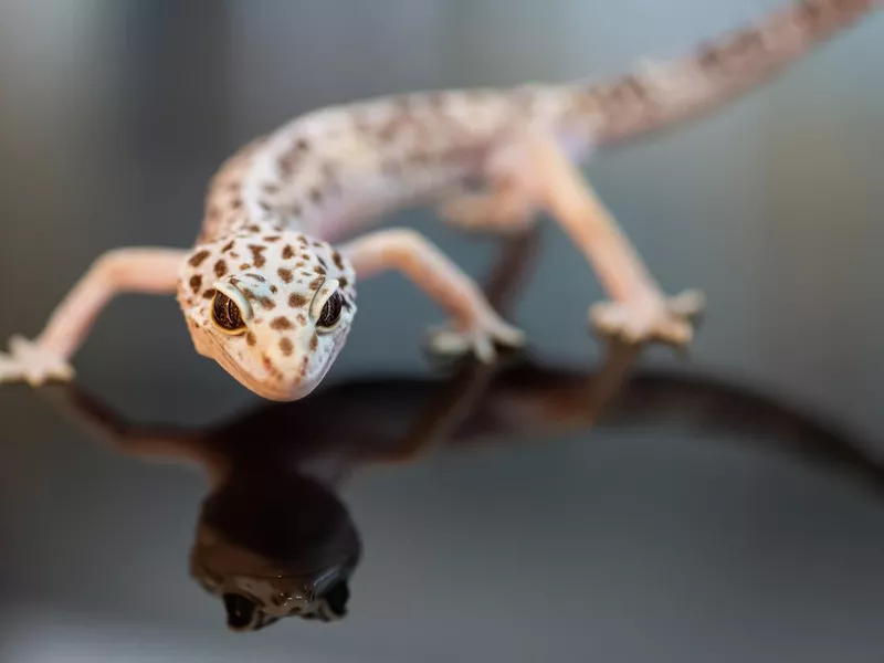 Leopard gecko