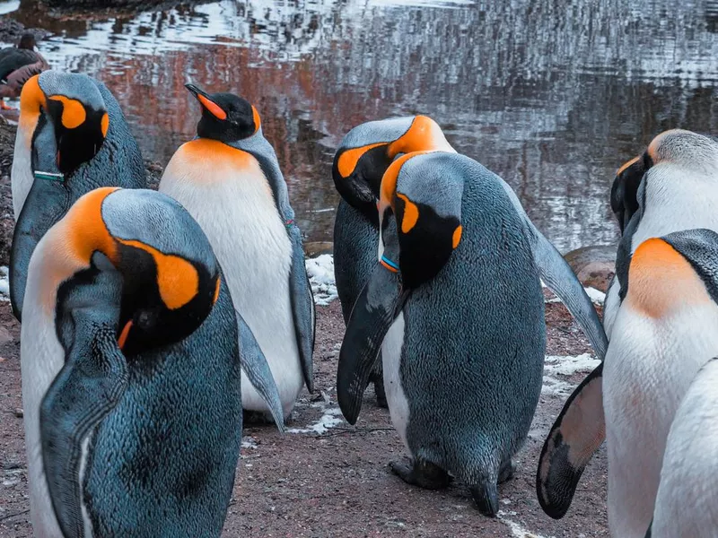 Penguins grooming